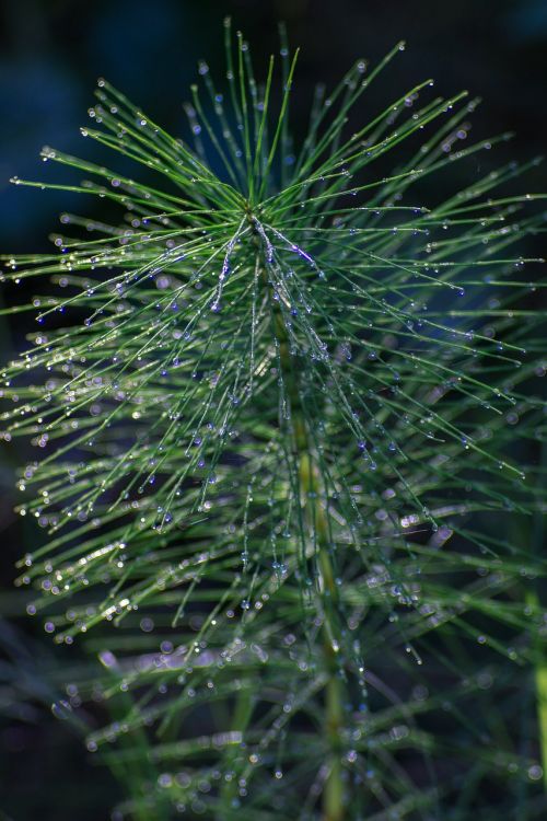 horsetail green drops