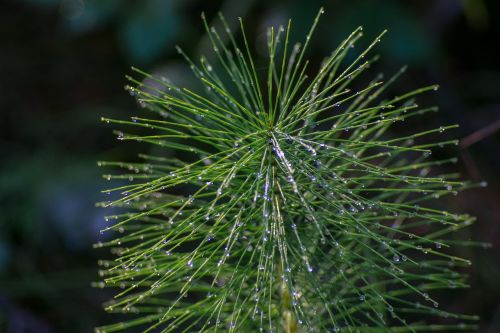 horsetail green drops