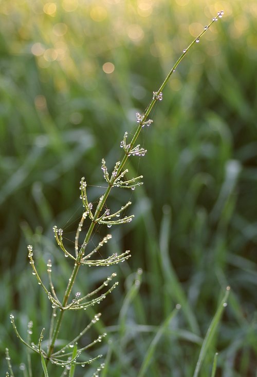 horsetail  grass  herb