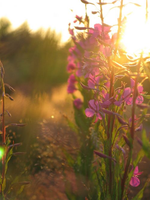 horsma meadow flower