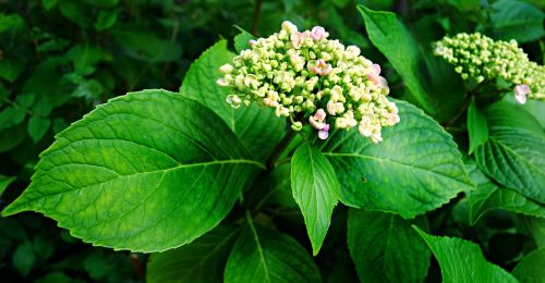 hortensia hydrangea plant