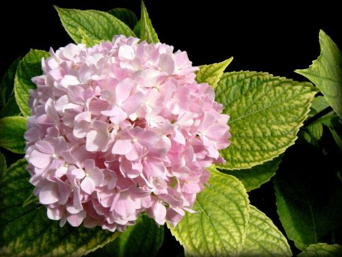 hortensia hydrangea flower