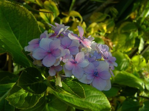 hortensia flower garden