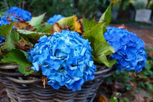 hortensia hydrangea flower