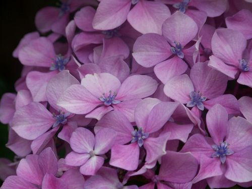 hortensia purple flower