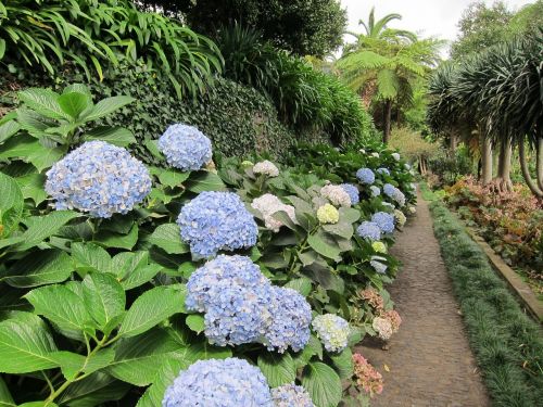 hortensia hydrangea flower