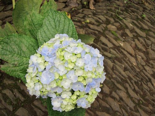 hortensia hydrangea floral