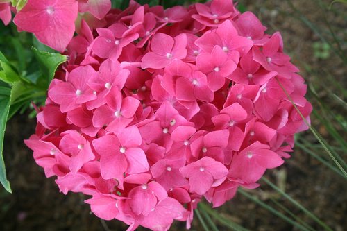 hortenzia  pink  veľkokvetá