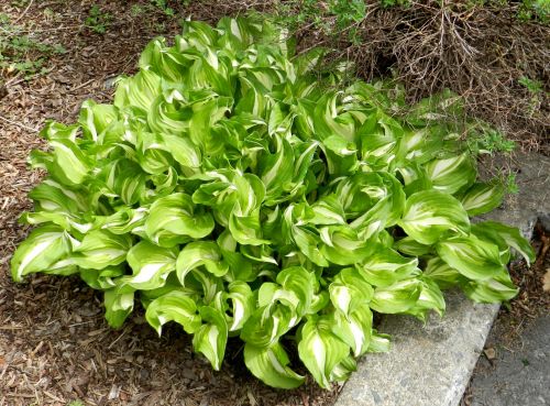 Hosta # 1