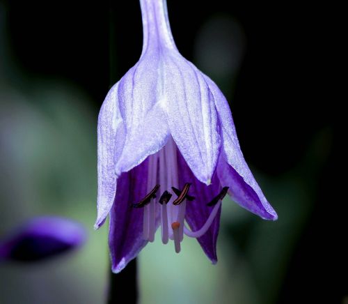 hosta hosta flower purple flower