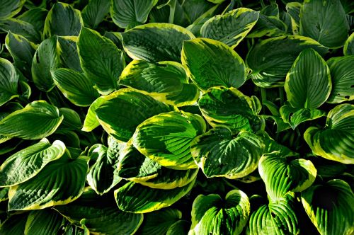 hosta plant leaf