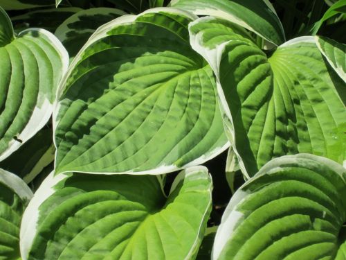 hosta green garden