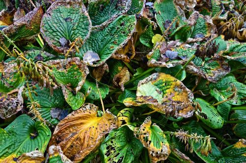 hosta plant withering