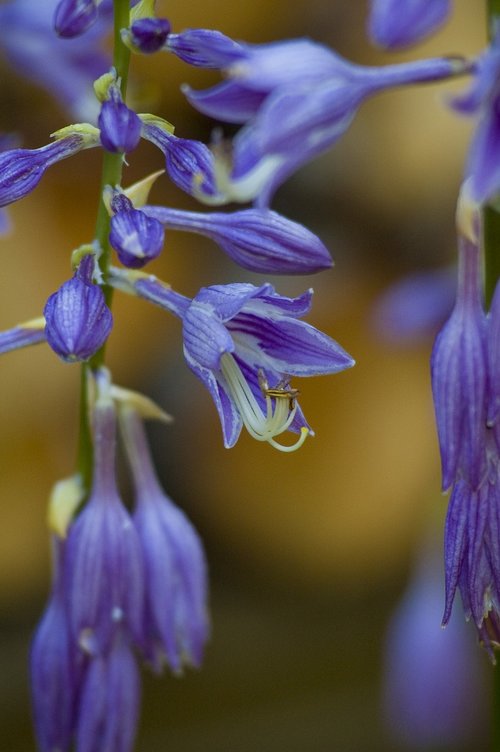 hosta  flower  purple