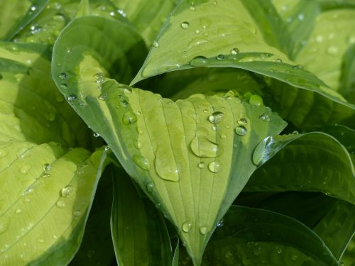 hosta water raindrop