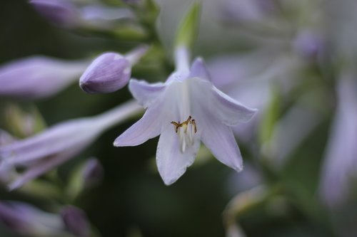 hosta  flower  floral