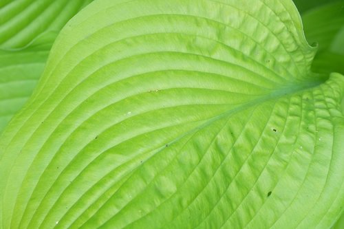 hosta  leaf  green