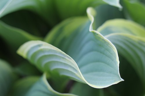 hosta  hosta leaf  leaf