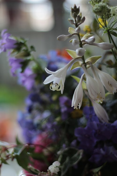 hosta  flower  white