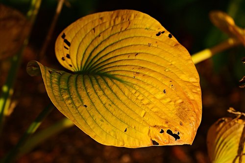 hosta leaf  yellowed  autumn color