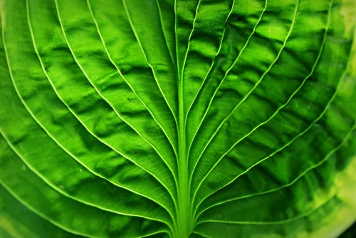 hosta leaf  plant  vein