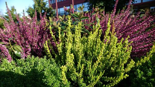 höstblommor heather autumn day