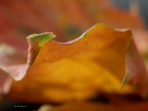 Autumn Leaves