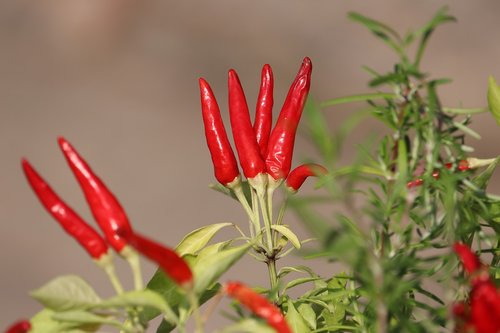 hot  peppers  garden