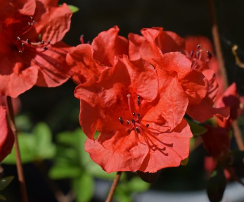 hot orange azalea azalea flower