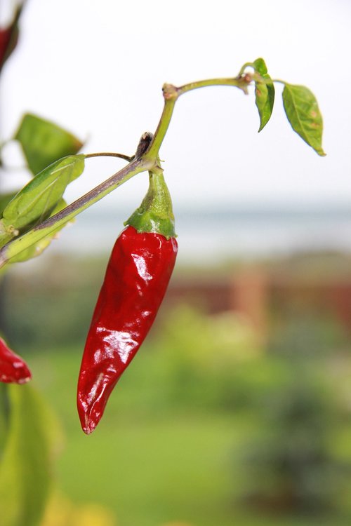 hot pepper  pepper  red