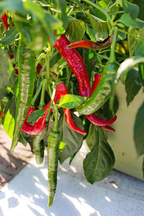 hot peppers growing red peppers