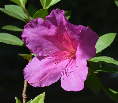 hot pink azalea azalea flower