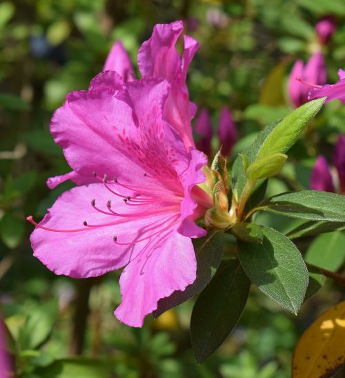 hot pink azalea azalea flower