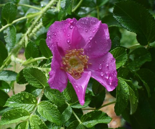 hot pink rugosa with raindrops close-up raindrop