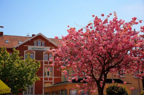 hotel summer cherry