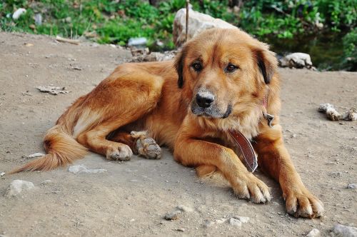 hound dog sweet