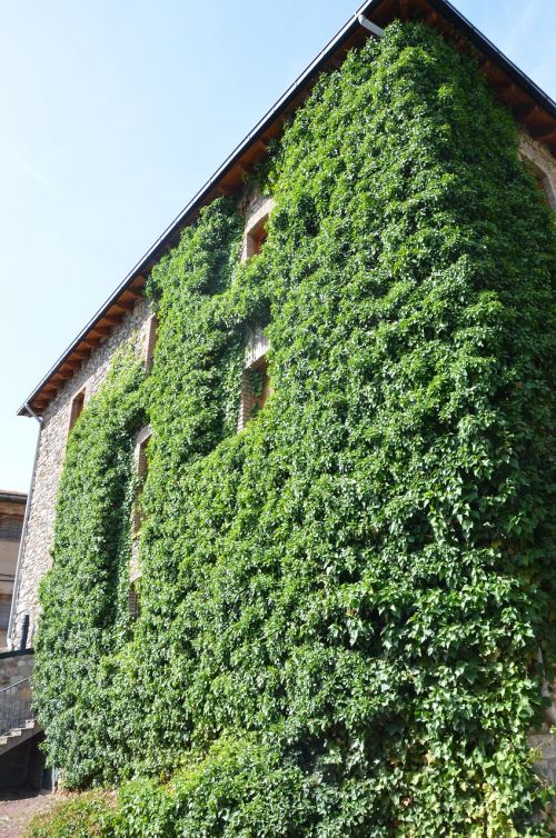 house ivy green