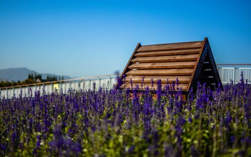 house lavender sky