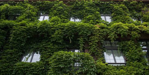 house overgrown windows