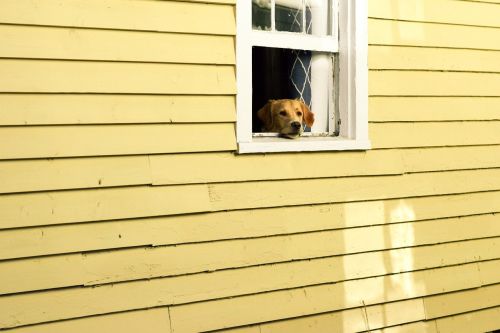house window pet