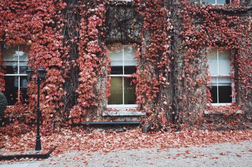 house windows glass