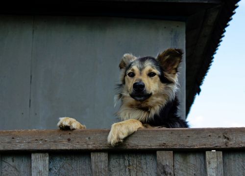 house fence dog