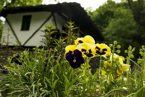 house  flowers  pansy
