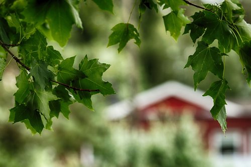 house  tree  nature