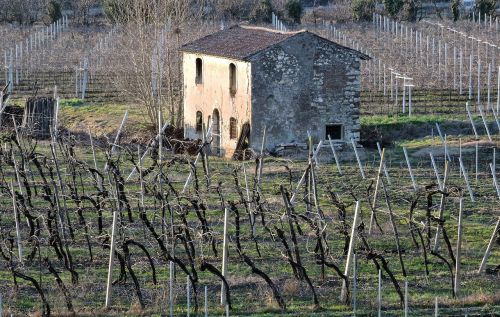 house old vineyard