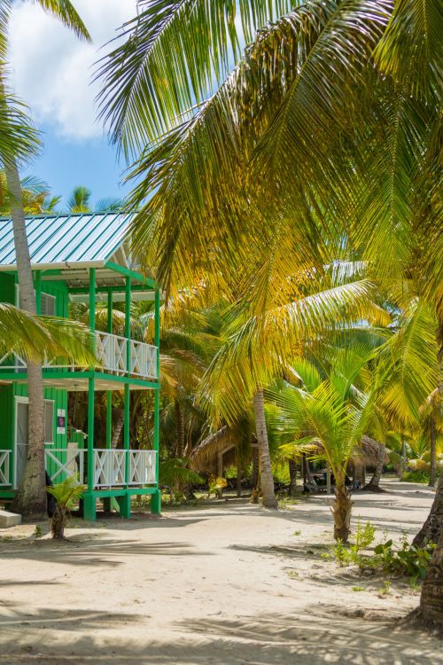 House And Palm Trees