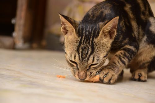 house cat delhi animal