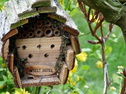 house construction insect garden