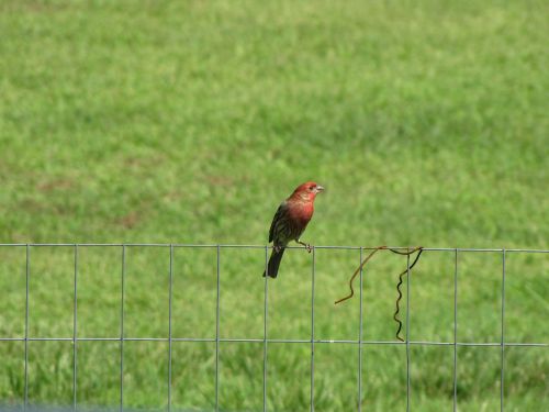 house finch fence bird
