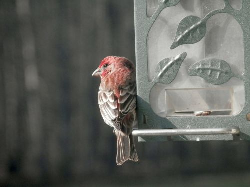 house finch bird feeder close-up